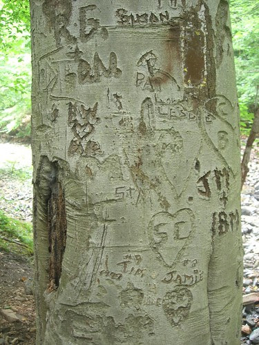 Initials carved into a tree