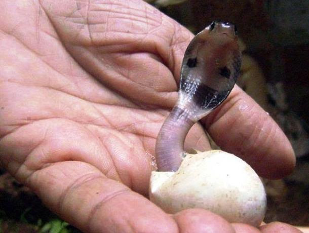 動物好き必見 卵から生まれる動物の孵化したての貴重なシーンまとめ Ideahack