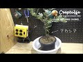 [無料ダウンロード！ √] アカシア プルプレア 鉢植え 188018