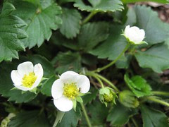 Strawberry flowers