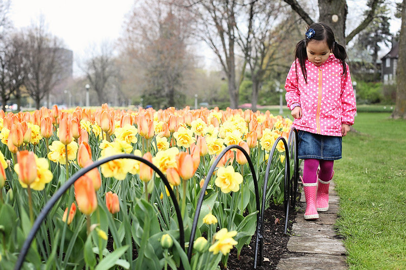 ottawa tulip festival - 2012