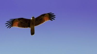 Photo burung  elang  Allan papendang