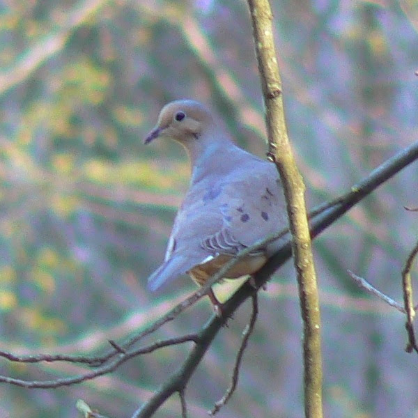 File:Mourning Dove Perched.JPG
