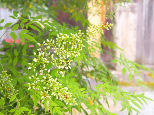 ナンテン花実散歩