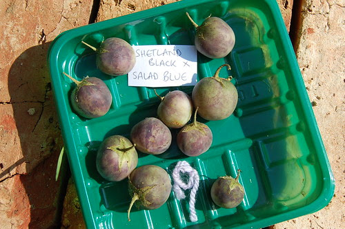 Shetland Black berries