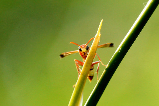 Bugs