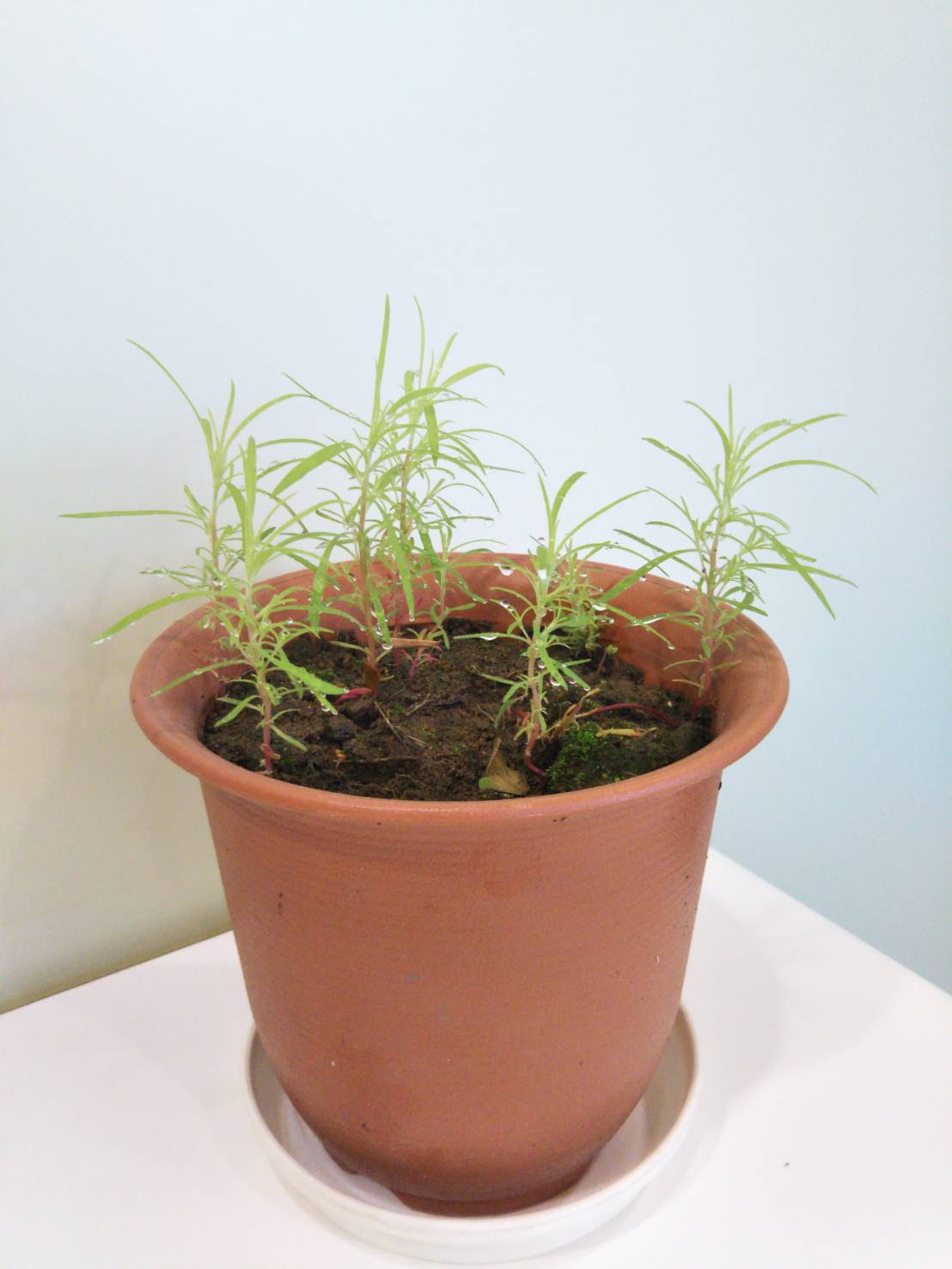 コキア ホウキ草 の種から芽が ブログ 山王リバース鍼療院