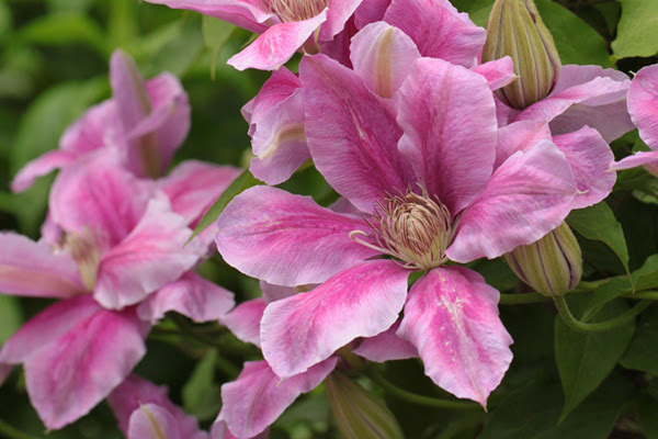 植木鉢で咲かせたい 春の花選 寄せ植えにも使いやすい草花たちも 植木鉢ナビ