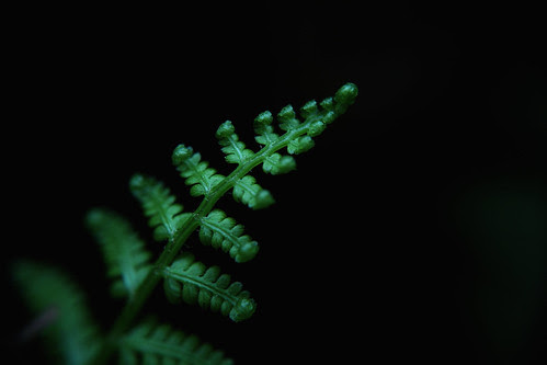 SDIM0110