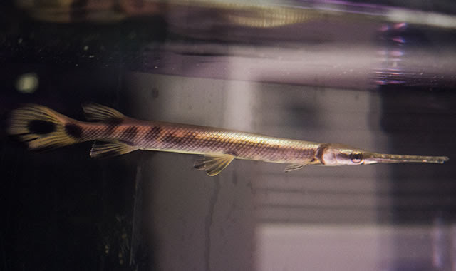 熱帯魚 大型から小型まで たまや観賞魚