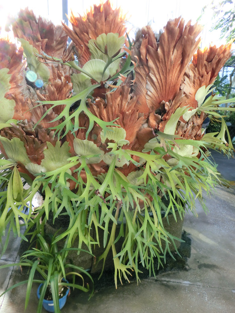 不思議発見 大温室の珍しい熱帯植物その造形美 1 ナガバビカクシダなど 新宿御苑 大温室の花 19 11月中旬撮影 K U R A D A S H I