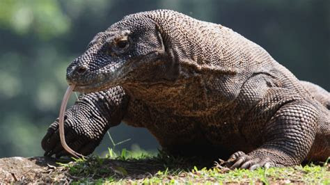 komodo dragon  worlds largest lizard  blogfactory