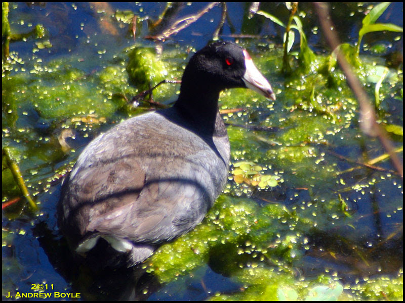American Coot