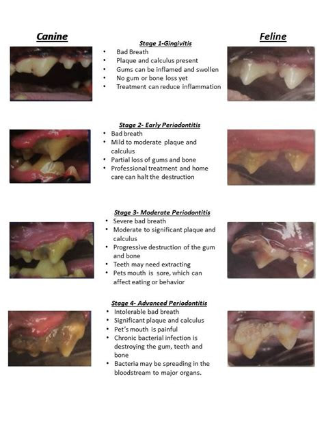 They are serious symptoms and should be treated with professional medical care. what do healthy dog gums look like puppylists dog gum color chart