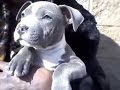 [10000 impressions √] bebe chien gris yeux bleu 133616-Bebe chien gris yeux bleu
