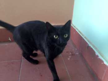 Pet Care In Your Home Pettime Petcare Home Page