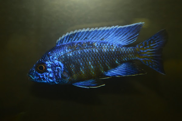 在庫魚紹介 Vol 4 静岡市の熱帯魚専門店 大型魚 古代魚 珍魚 World Rivers