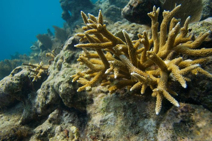 Volunteers Grow Coral Reefs (13 pics)
