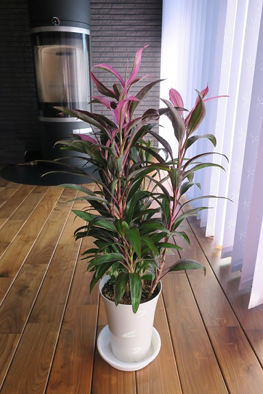 誘惑に負けて買った観葉植物 住友林業で平屋暮らし My Lazy Days