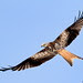 Redkite