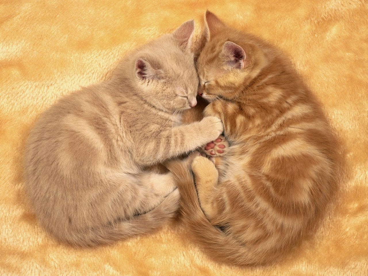 http://24.media.tumblr.com/tumblr_lnbgfp5ezh1qdvc8ao1_1280.jpg