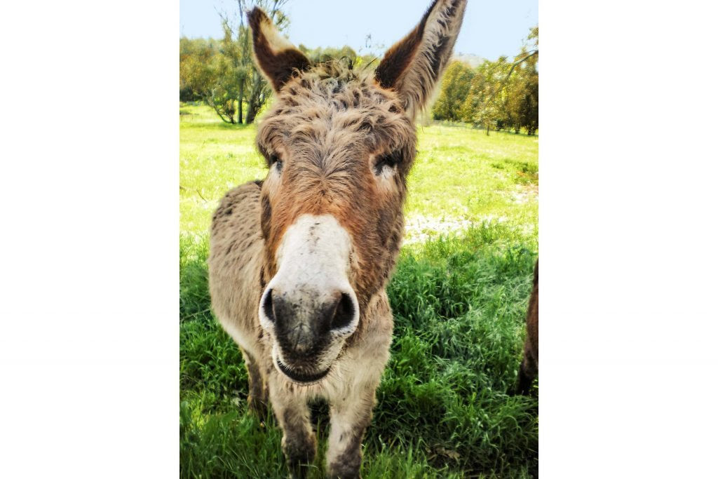 This-Woman-Made-It-Her-Mission-to-Rescue-Donkeys