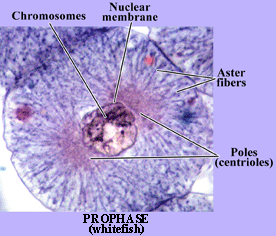 Mitosis Videos