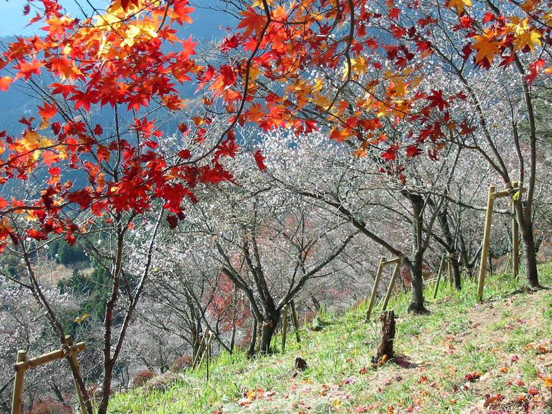 儚く あざやか 群馬 桜山公園の冬桜と紅葉 ライトアップ 群馬県 トラベルjp 旅行ガイド