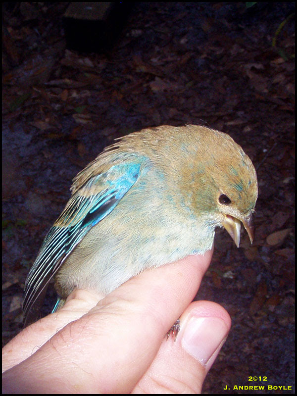 Indigo Bunting