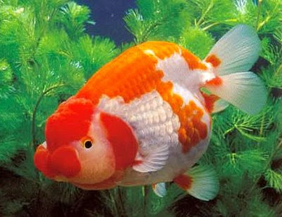 ikan mas koki
