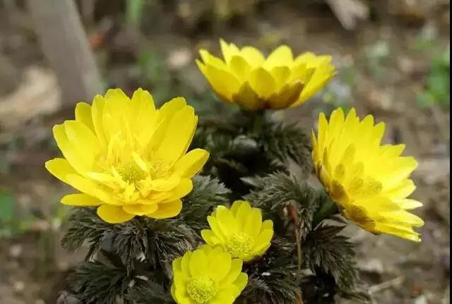 庭院花园耐寒植物盘点 安徽拓盛建设工程有限公司