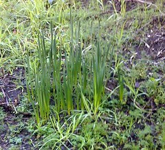 phone 125 spring