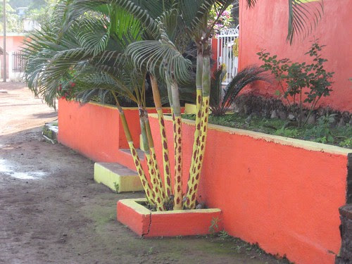 Painted trees