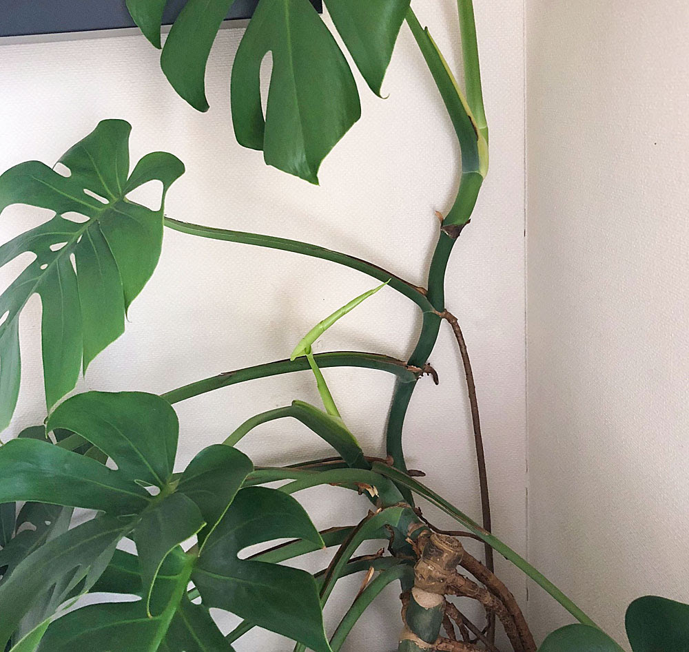 モンステラを室内に入れておいたら徒長 そんな時 Kobiのシークレットガーデン 観葉植物 多肉植物の育て方