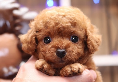 めっちゃ大きなお目目の可愛いプードルちゃん トイプードル専門ブリーダー ショップ 大阪高槻市