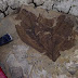 Leaf Fossil from New Mexico : Photos, Diagrams amp; Topos