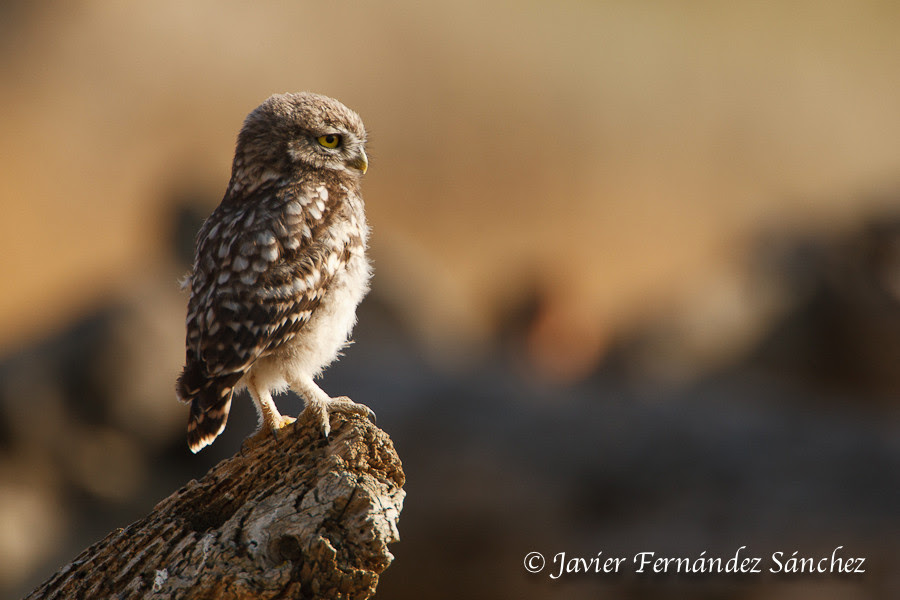 500px favs, rg443