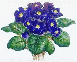 African violet