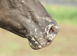 Appaloosa Mottled Skin