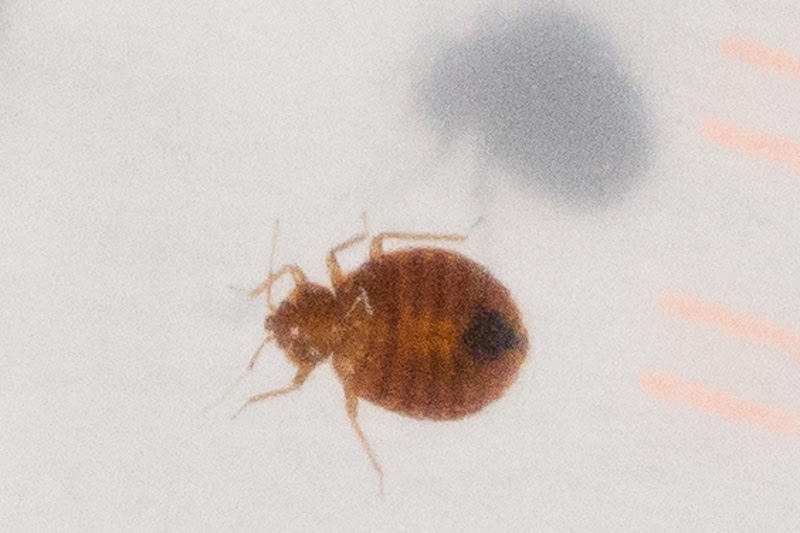 ... my bed and i have a few questions 1 so this is a bed bug right google