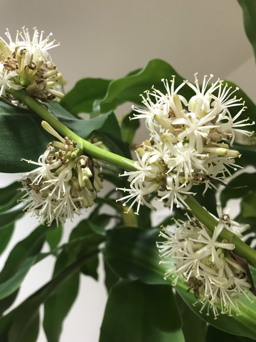 19年1月 幸福の木に花が咲きました