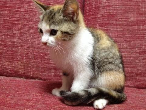 群馬県 生後４ヶ月 ５ヶ月ぐらいの 三毛 猫の里親募集 ネコジルシ