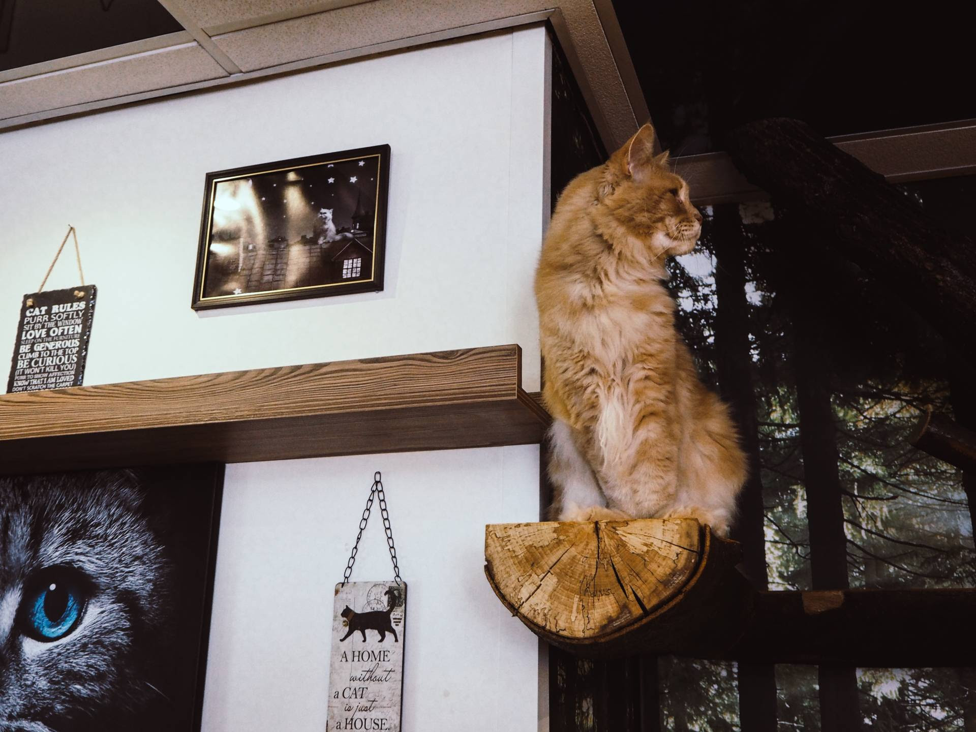 Kitty Cafe  Nottingham STRANGENESS CHARM Birmingham  