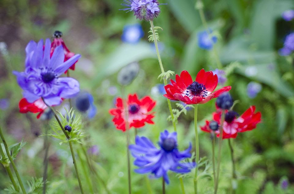 如何种植和照料银莲花花 花语大全