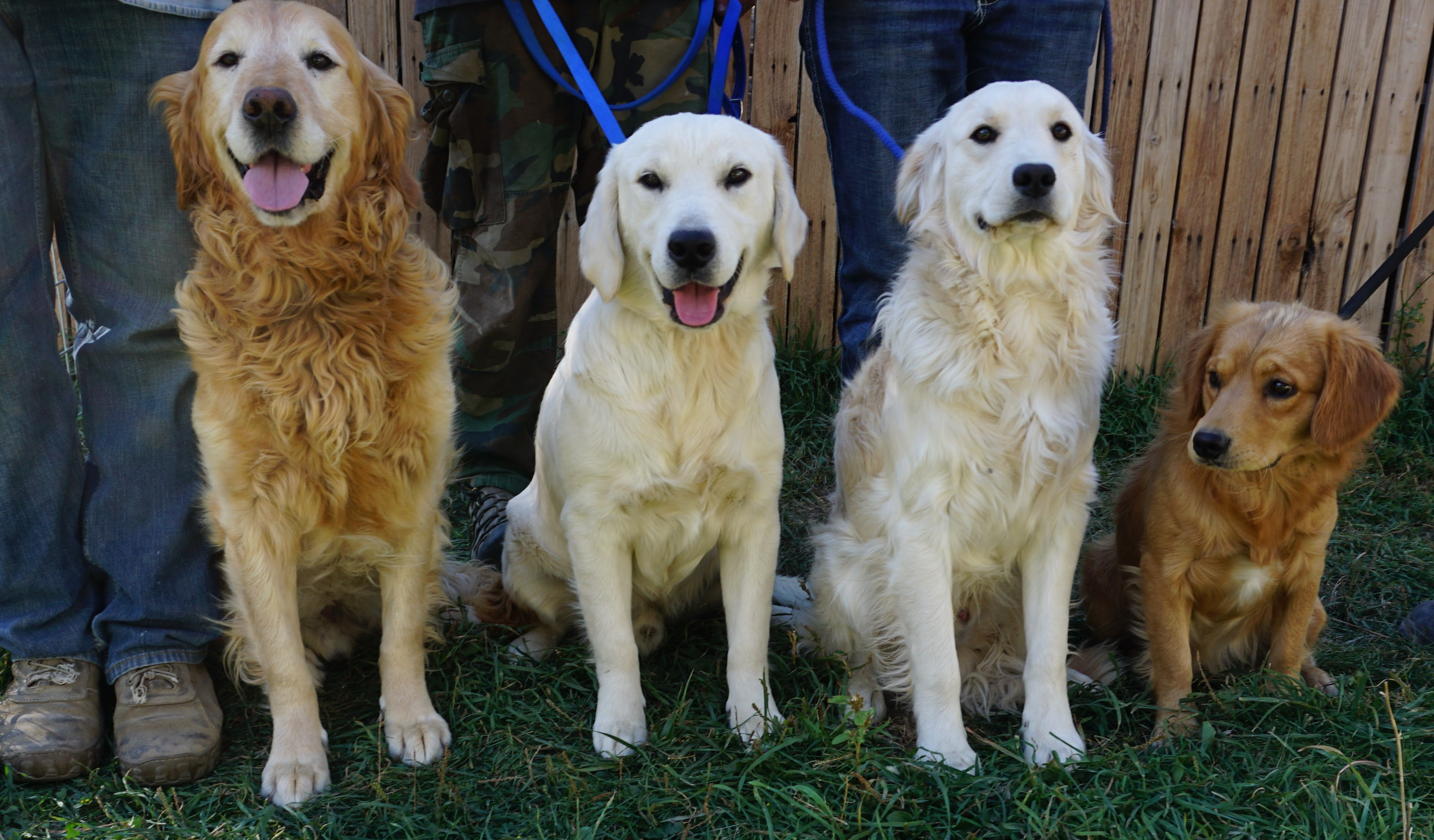 Toy Golden Retriever Montana | Wow Blog