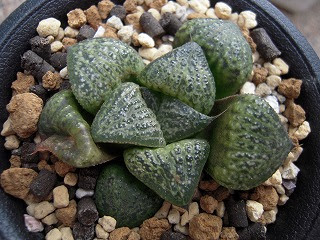 Brilliant ｇreen 花葵