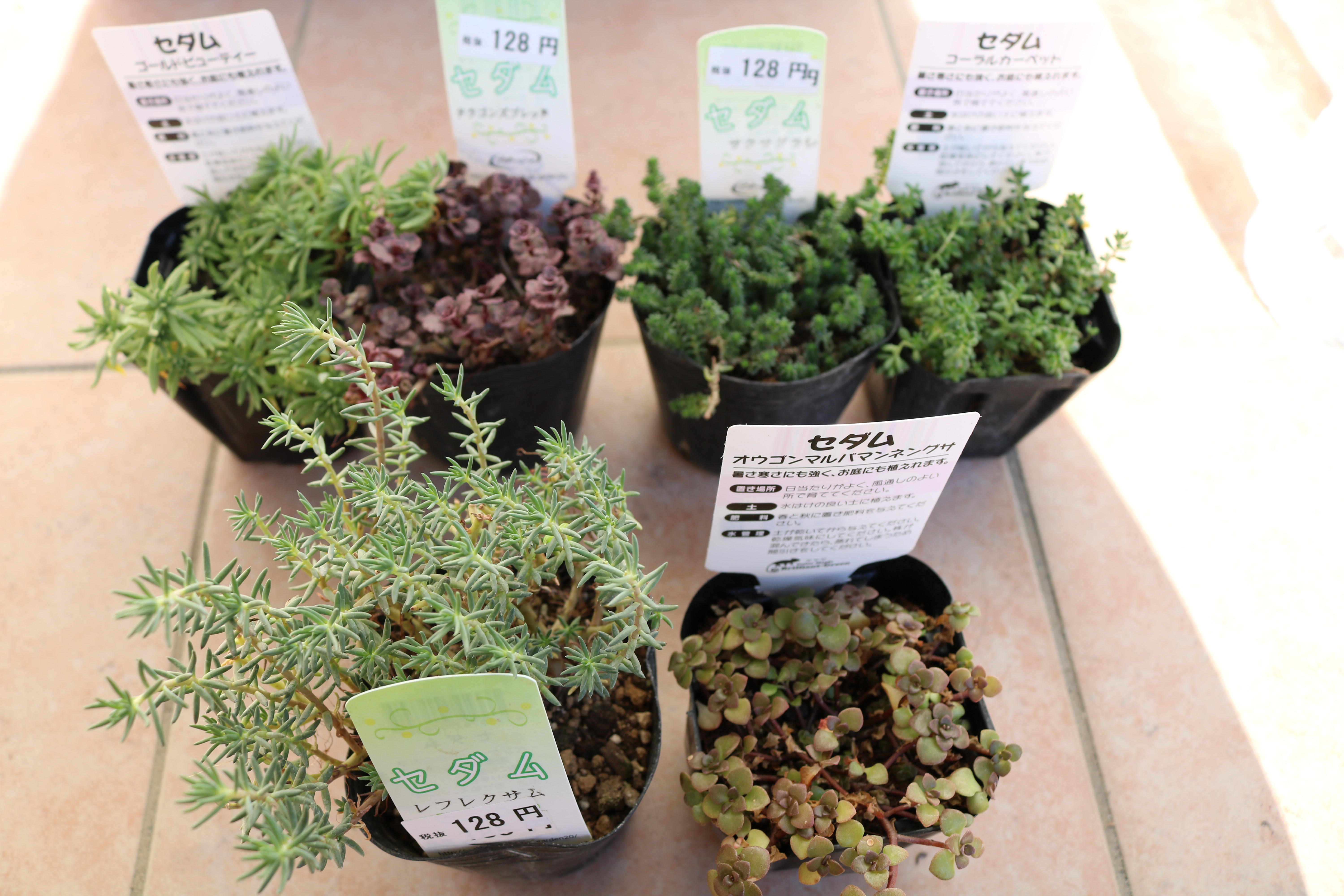 セダムを庭に地植えすると雑草対策になる