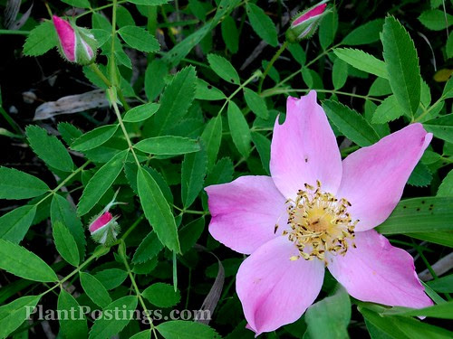 rose2