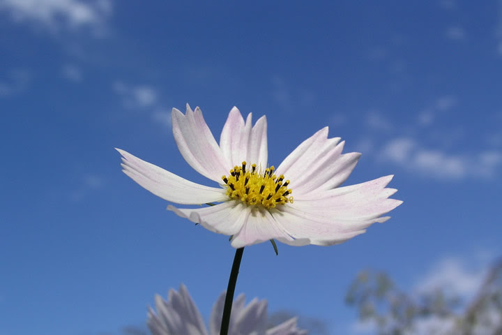 秋の花 コスモス