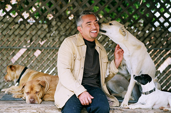 世界的ドッグトレーナーであるシーザー ミラン ついにアジア圏進出か 海外 Dogplus Me